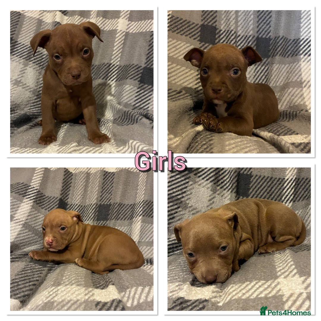 Mixed Breed dogs for sale: American bulldog x micro bully pups  - Advert 2