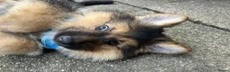 German Shepherd dogs for sale: German sheprherd puppy - Advert 3