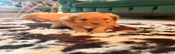 Pomapoo dogs for sale: Stunning pomapoo pups  in Ramsgate - Advert 9
