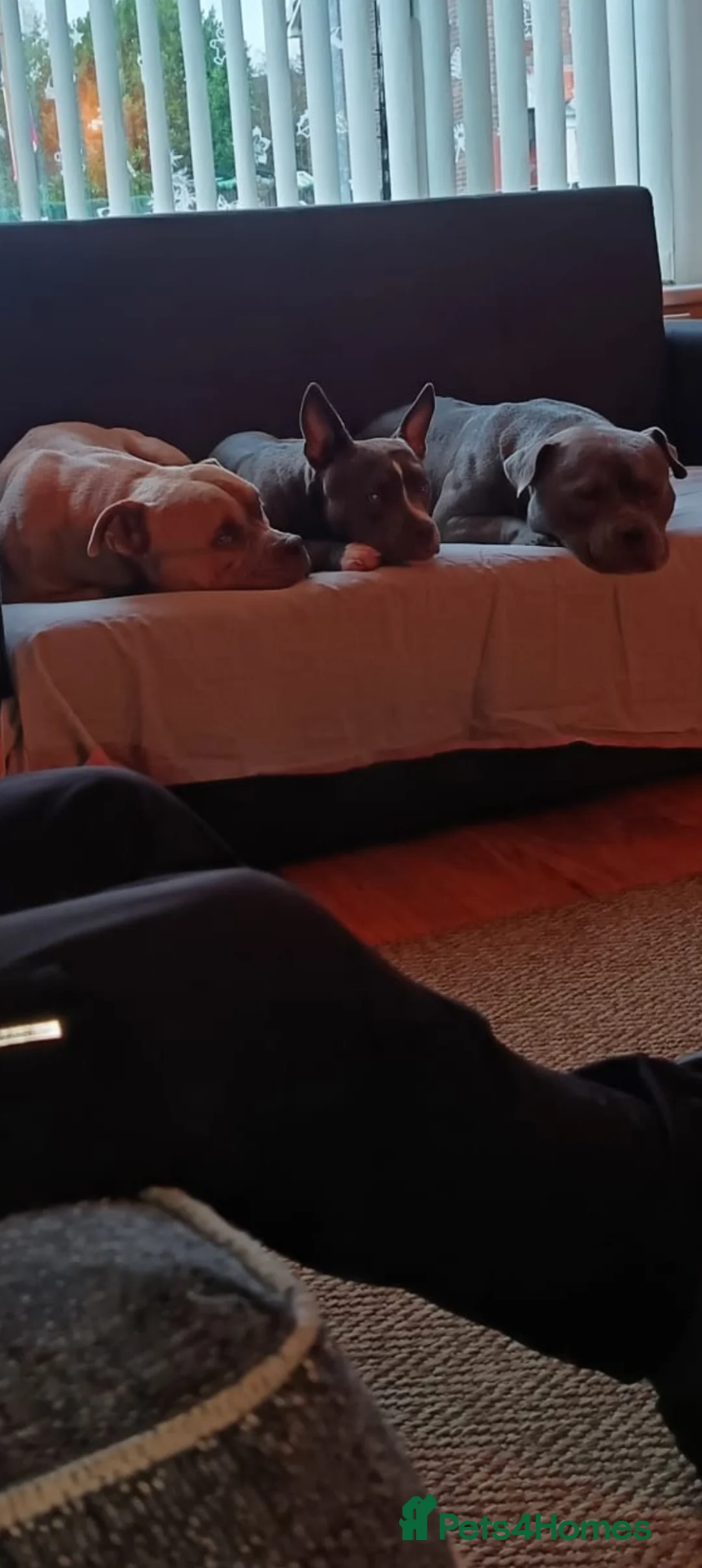 American Bully dogs for sale: Pocket Bully in Manchester - Advert 6