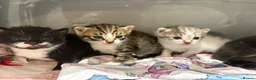Mixed Breed cats for sale: Mixed kittens available  - Advert 13