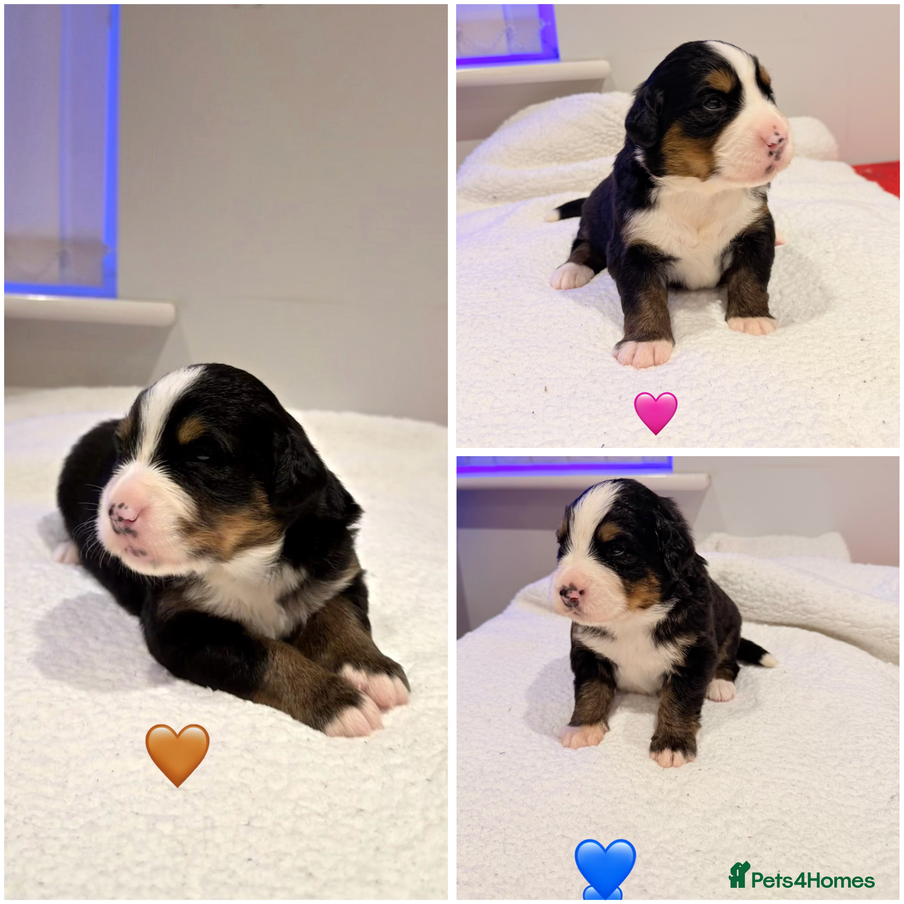 Bernese Mountain Dog dogs Stunning Pedigree Bernese Mountain Puppies - Advert 8