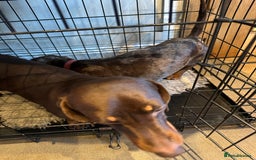 Miniature Dachshund dogs for sale: 2 Amazing Girls - Advert 6