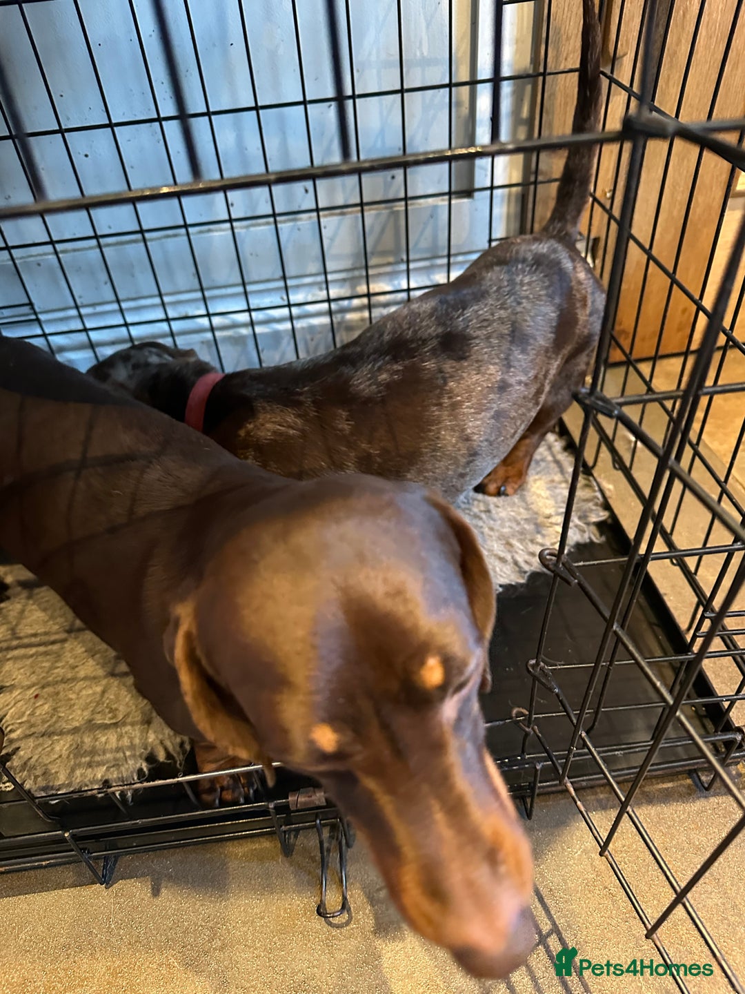 Miniature Dachshund dogs for sale: 2 Amazing Girls - Advert 6