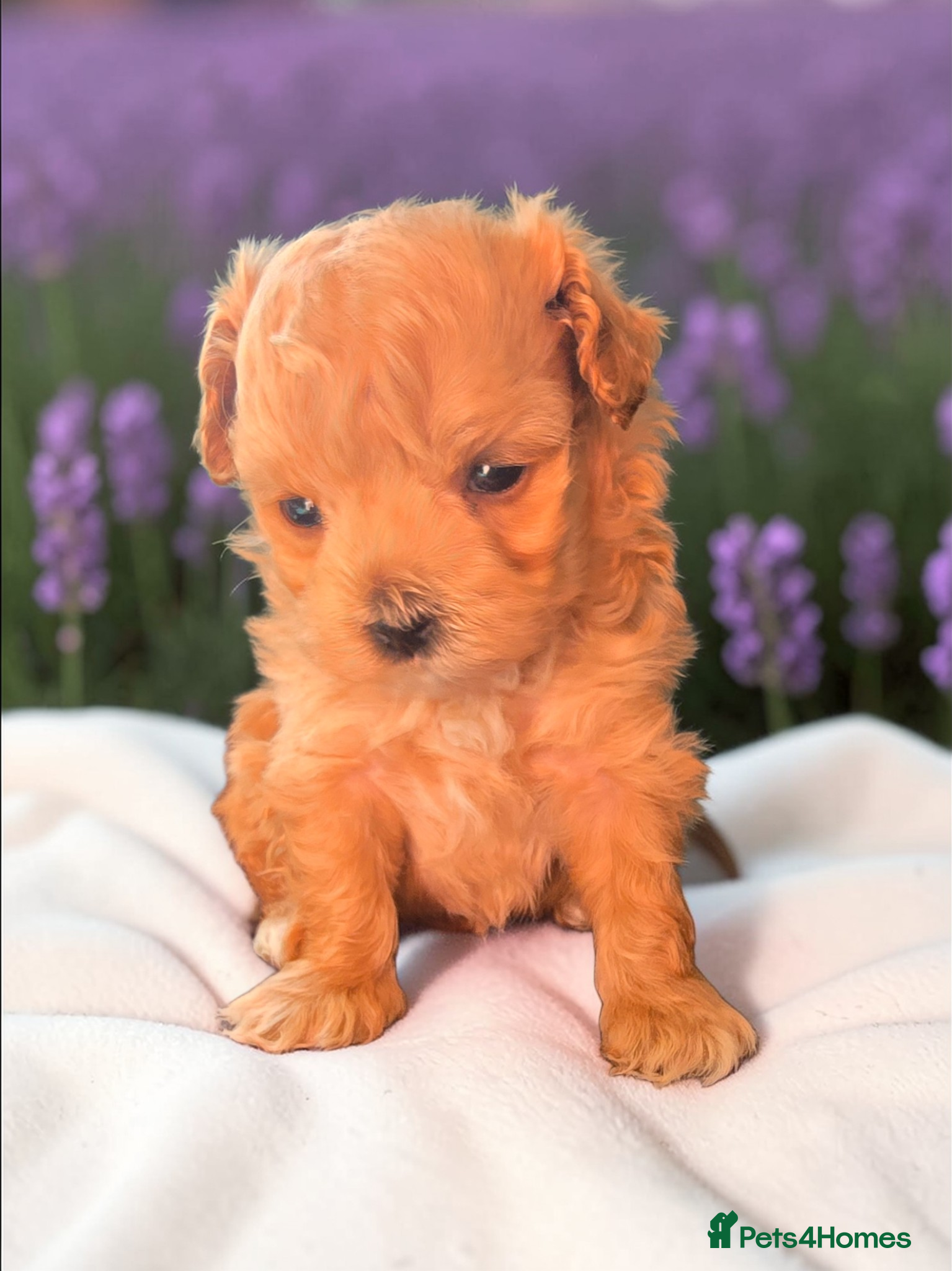 Maltipoo dogs Beautiful F1 maltipoo looking forever home ❤️🐶 - Advert 4