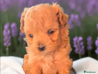 Maltipoo dogs Beautiful F1 maltipoo looking forever home ❤️🐶 - Advert 4