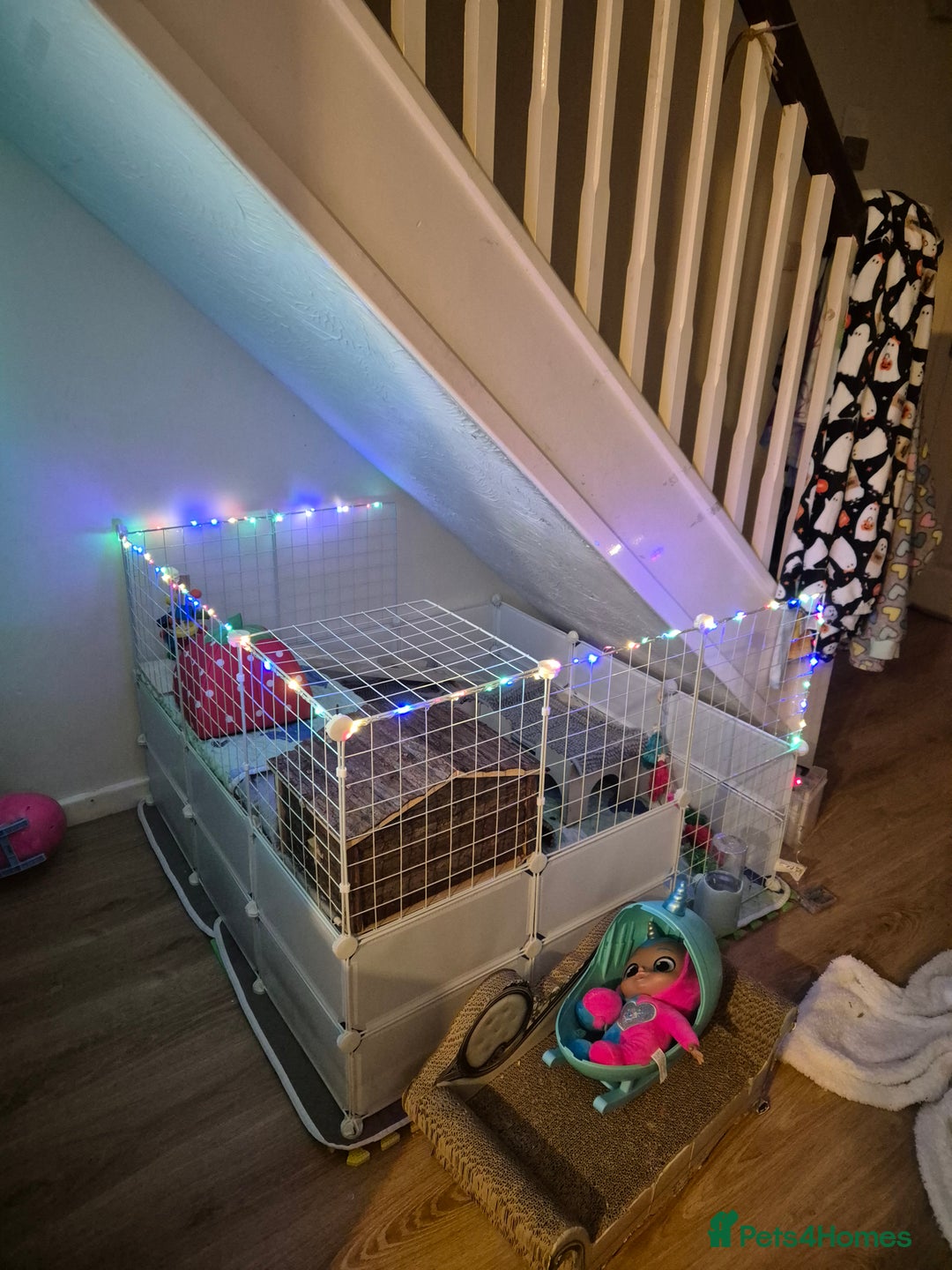 Guinea Pig rodents for sale: 3x male guinea pigs - Advert 7