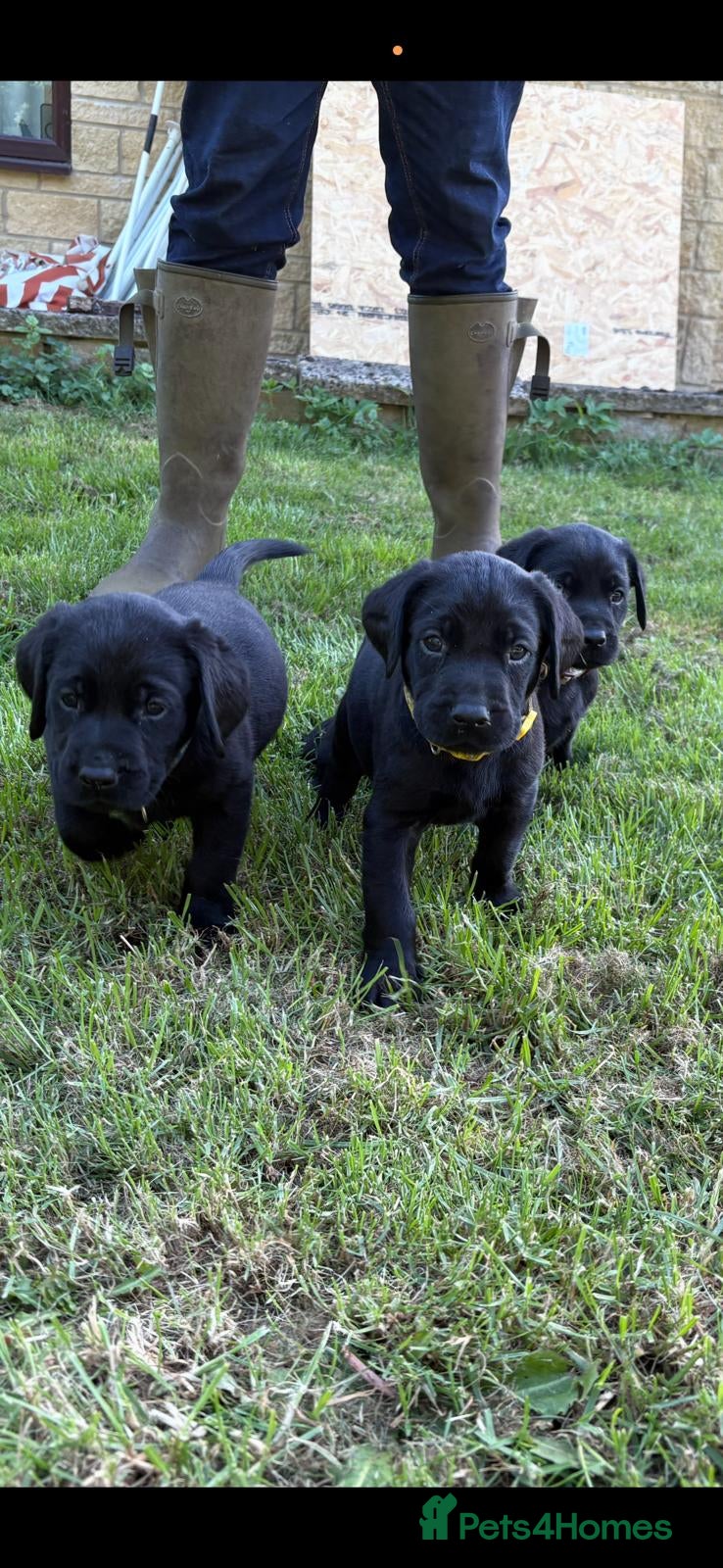 Labrador Retriever dogs KC registered gorgeous black Labrador dog puppies. - Advert 4