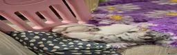 French Bulldog dogs for sale: French bulldog puppies  - Advert 7