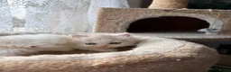 Exotic cats for sale: Exotic Persian  kittens - Advert 9