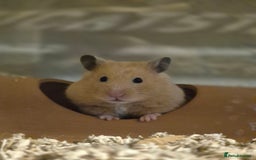 Hamster rodents for sale: Stunning cream pedigree syrian 4.5 months old - Image 3