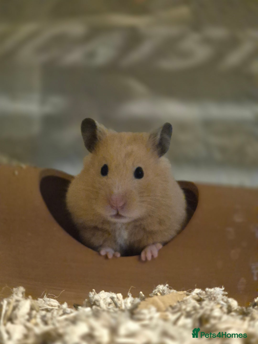 Hamster rodents for sale: Stunning cream pedigree syrian 4.5 months old - Image 3