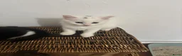 Mixed Breed cats for sale: Mixed breed kittens 8 weeks old  - Advert 13