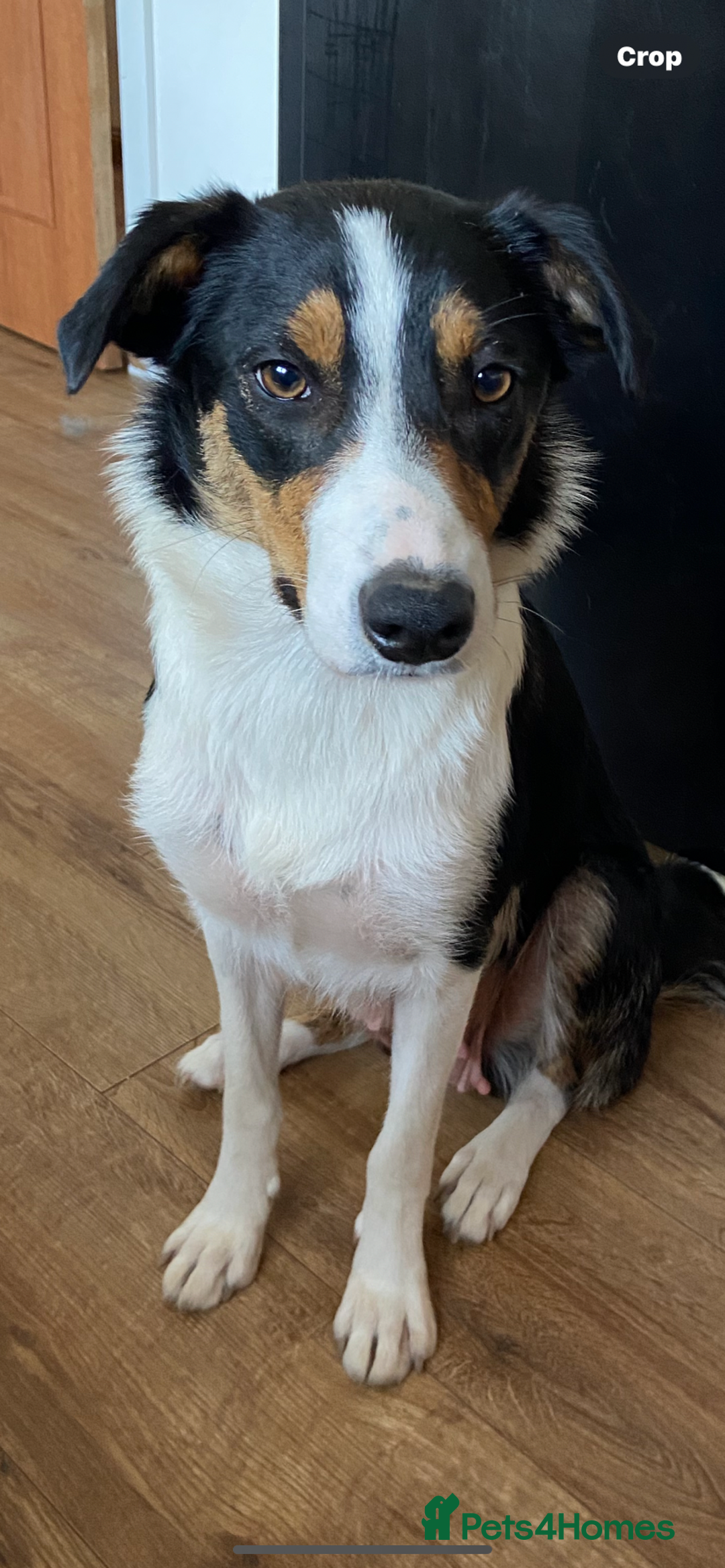 Border Collie dogs for sale: Border collies Dundee  - Image 26
