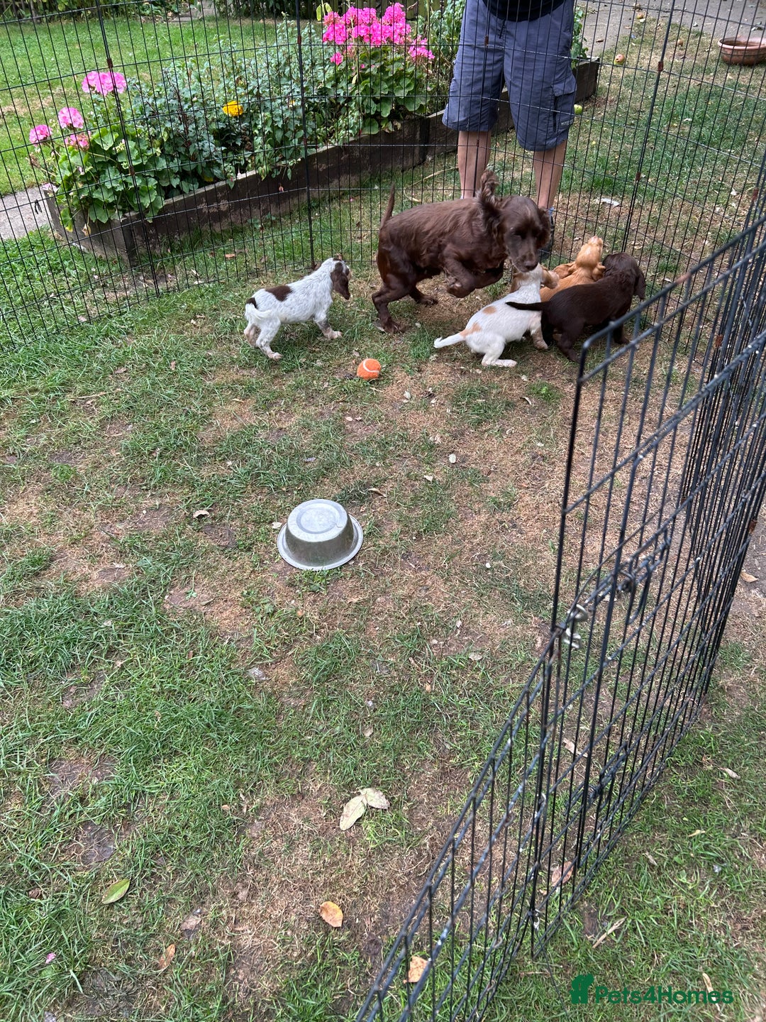 Mixed Breed dogs for sale: Sprocker spaniels - Image 11