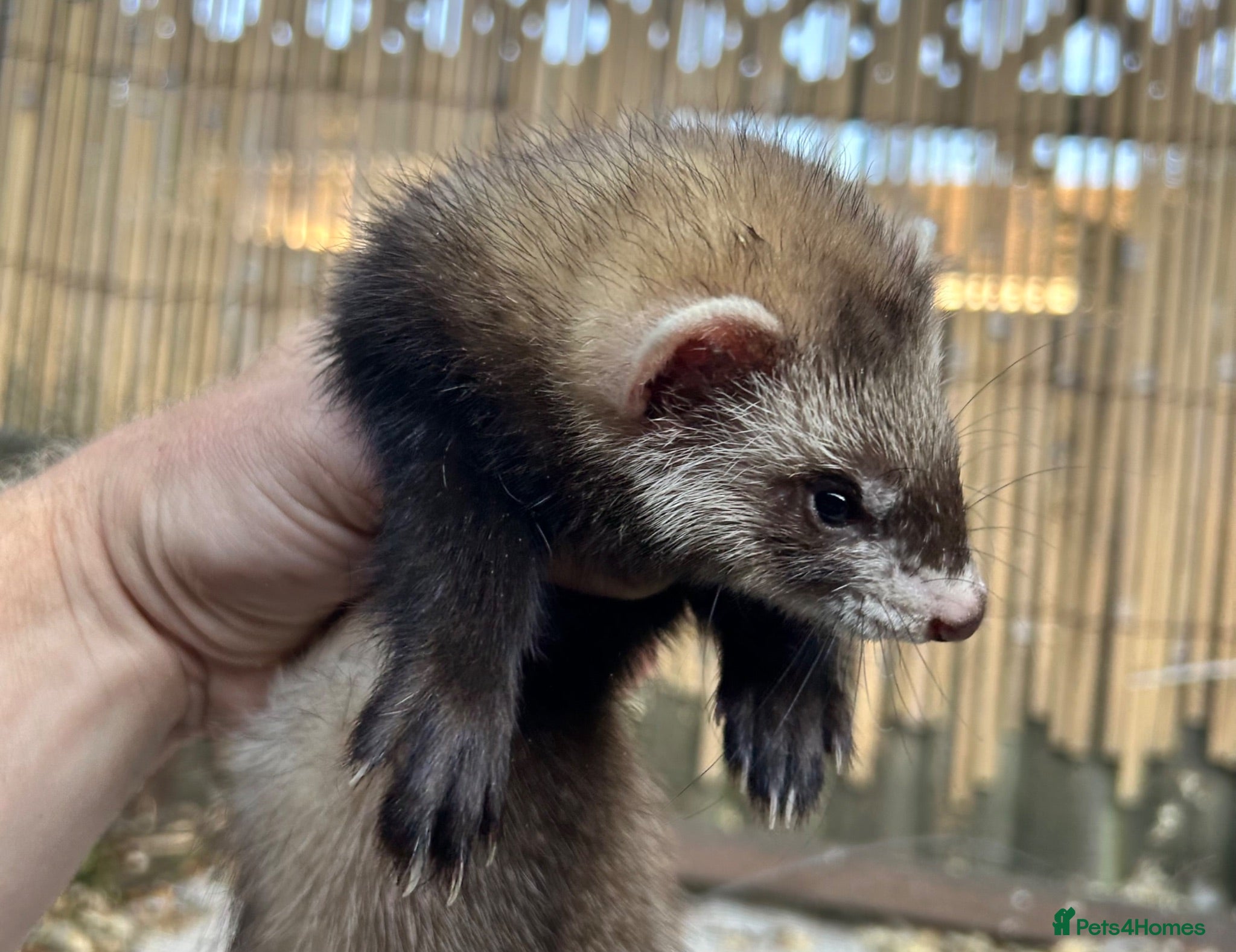 Ferret rodents Working strain polecat hob kit  - Advert 2