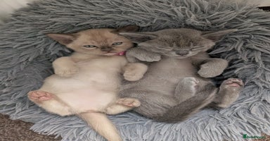 Burmese cats - Advert 4