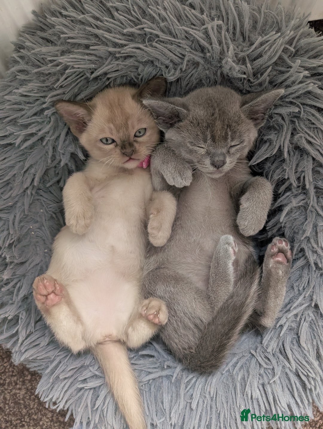 Burmese cats for sale: 5 bouncing beautiful Burmese boys - Image 3