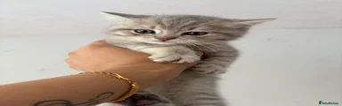 British Shorthair 3
