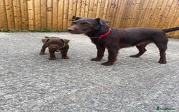 Patterdale Terrier dogs for sale: ⭐️PATTERDALE TERRIER PUPPIES  - Image 11