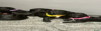 Cocker Spaniel 5