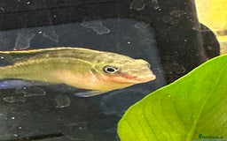 Other/Mixed Breed fish for sale: Red Kribensis - Image 2