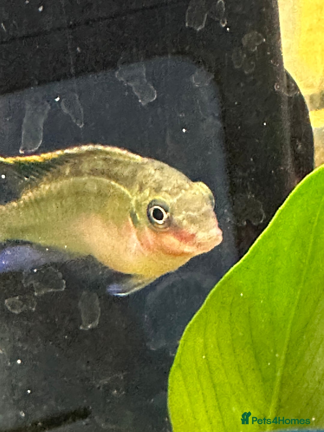 Other/Mixed Breed fish for sale: Red Kribensis - Image 2