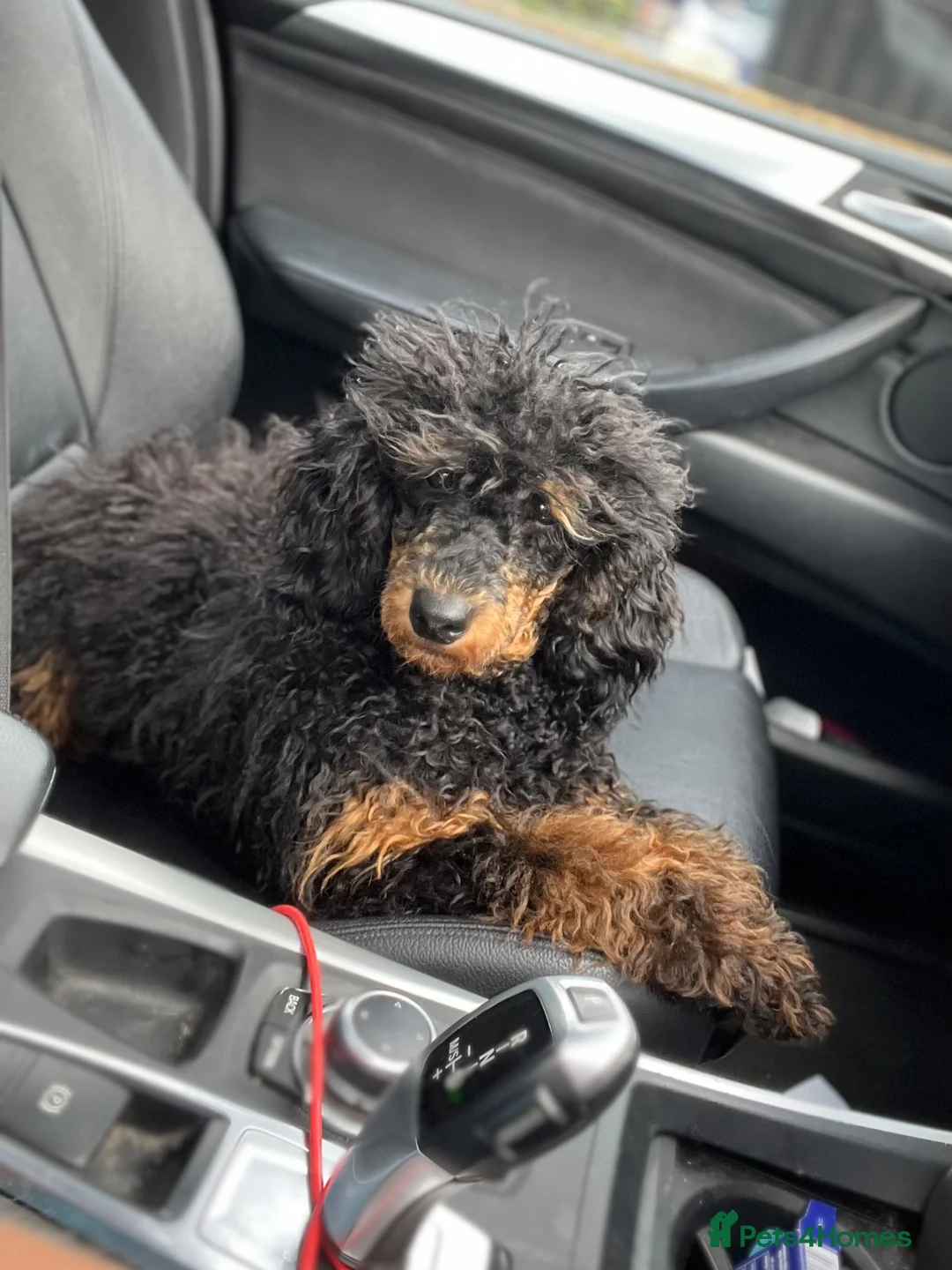 Miniature Poodle dogs for stud: KC Reg and Health Tested STUD DOG in Bacup - Advert 2