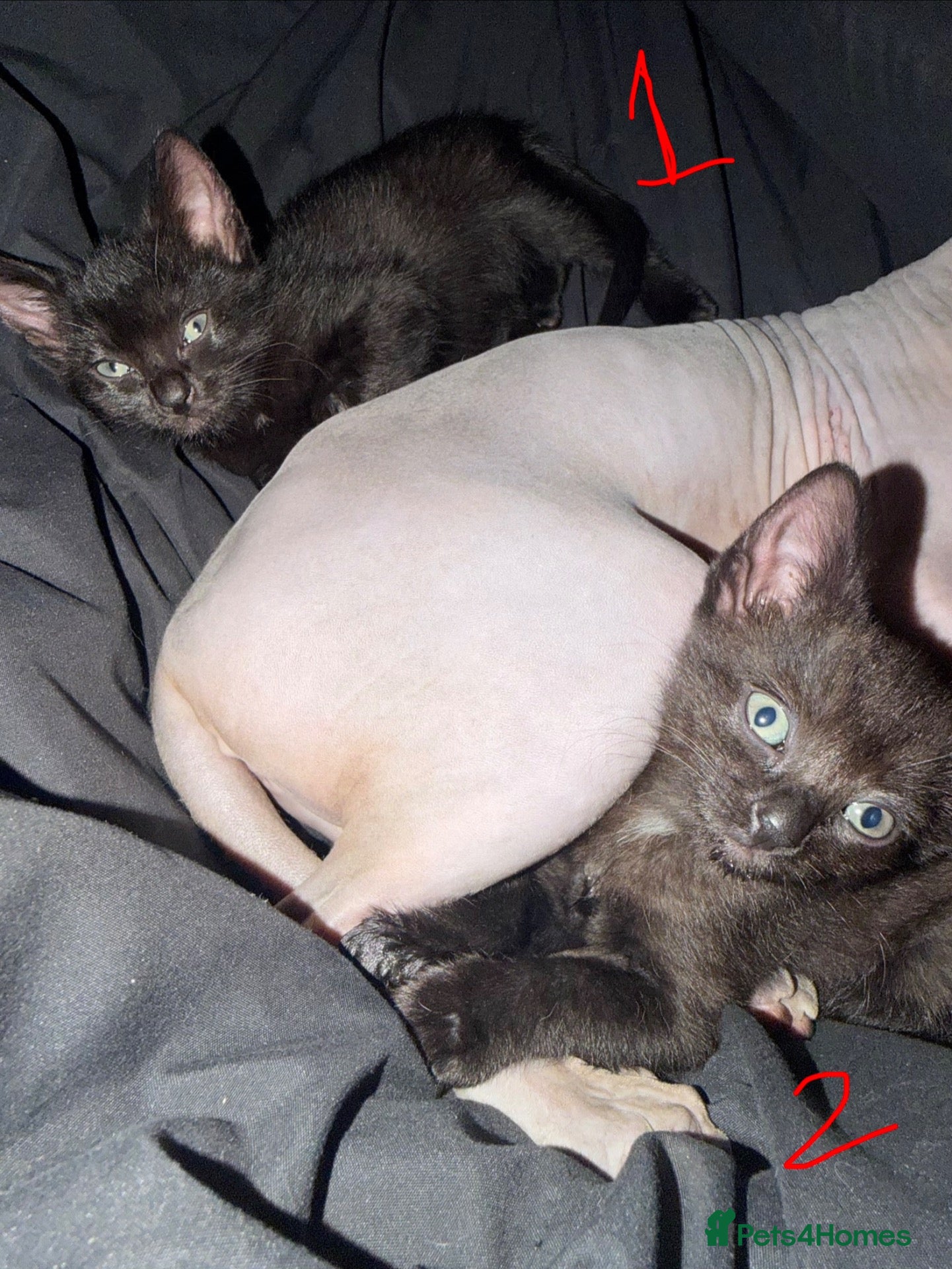 Mixed Breed cats Sphynx Mix Kittens  - Advert 1