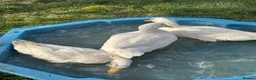 Ducks poultry for sale: 3 Cherry Valley Ducks - Advert 11