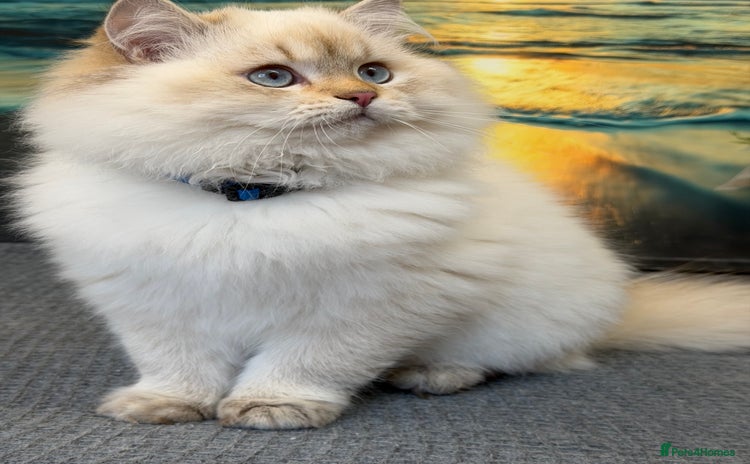 British Longhair cats British longhair golden point TICA  - Advert 2