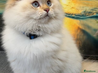 British Longhair cats British longhair golden point TICA - Advert 12