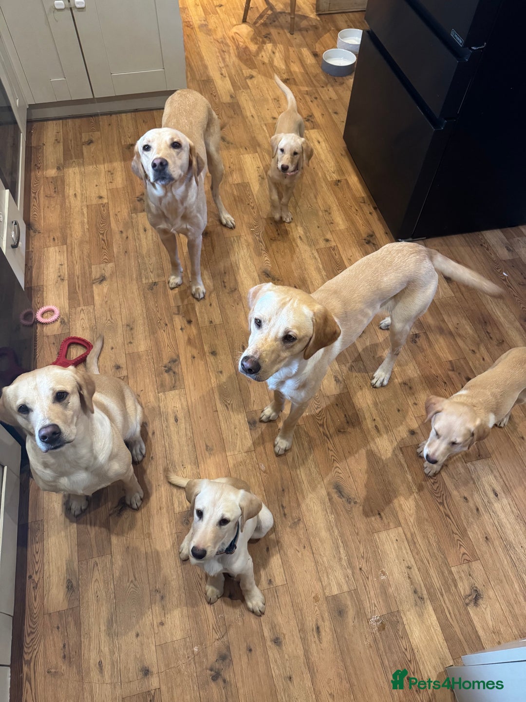 Labrador Retriever dogs for sale: Labrador Retriever (Yellow) - Image 6