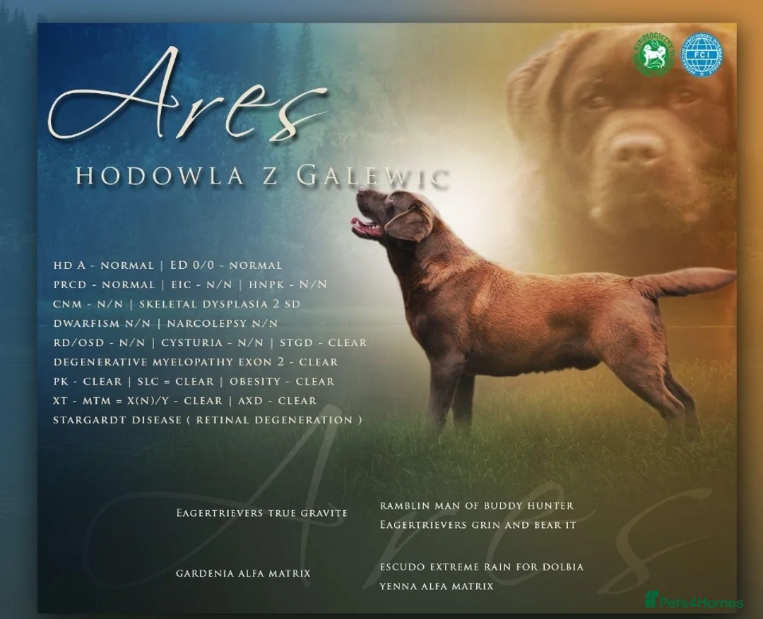 Labrador Retriever dogs for sale: Chocolate Puppies Expected  Waiting List Now Open  - Advert 12