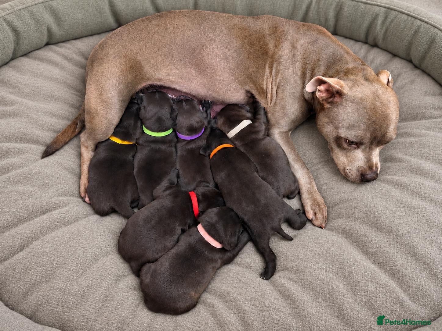 Staffordshire Bull Terrier dogs Staffordshire Bull Terrier Puppies (KC Registered) - Advert 5