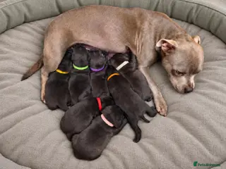 Staffordshire Bull Terrier dogs Staffordshire Bull Terrier Puppies (KC Registered) - Advert 5