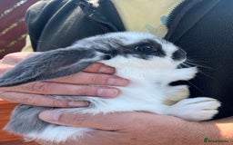 Mini Lop rabbits for sale: Two beautiful mini lops ready to go now - Image 2