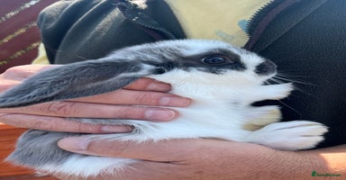 Mini Lop rabbits - Advert 4