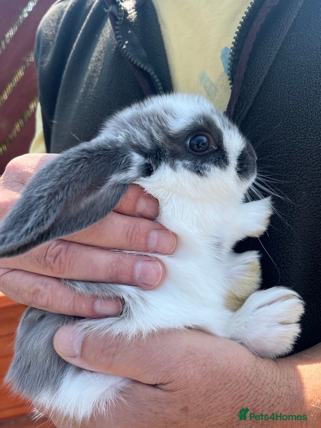 Mini Lop rabbits for sale: Two beautiful mini lops ready to go now - Image 2