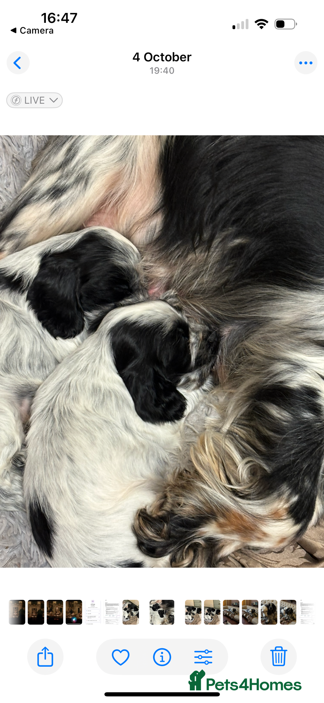 Cocker Spaniel dogs for sale: Show Cocker Pups - Image 8