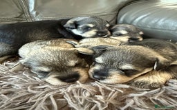 Miniature Schnauzer dogs for sale: KC MAC BVA MIniature Schnauzer puppies  - Image 5