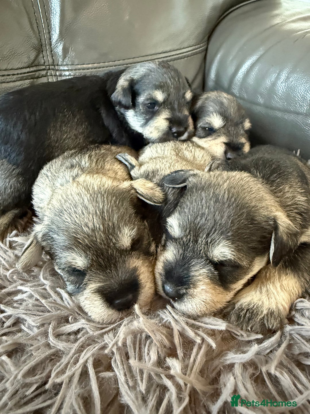 Miniature Schnauzer dogs for sale: KC MAC BVA MIniature Schnauzer puppies  - Image 5