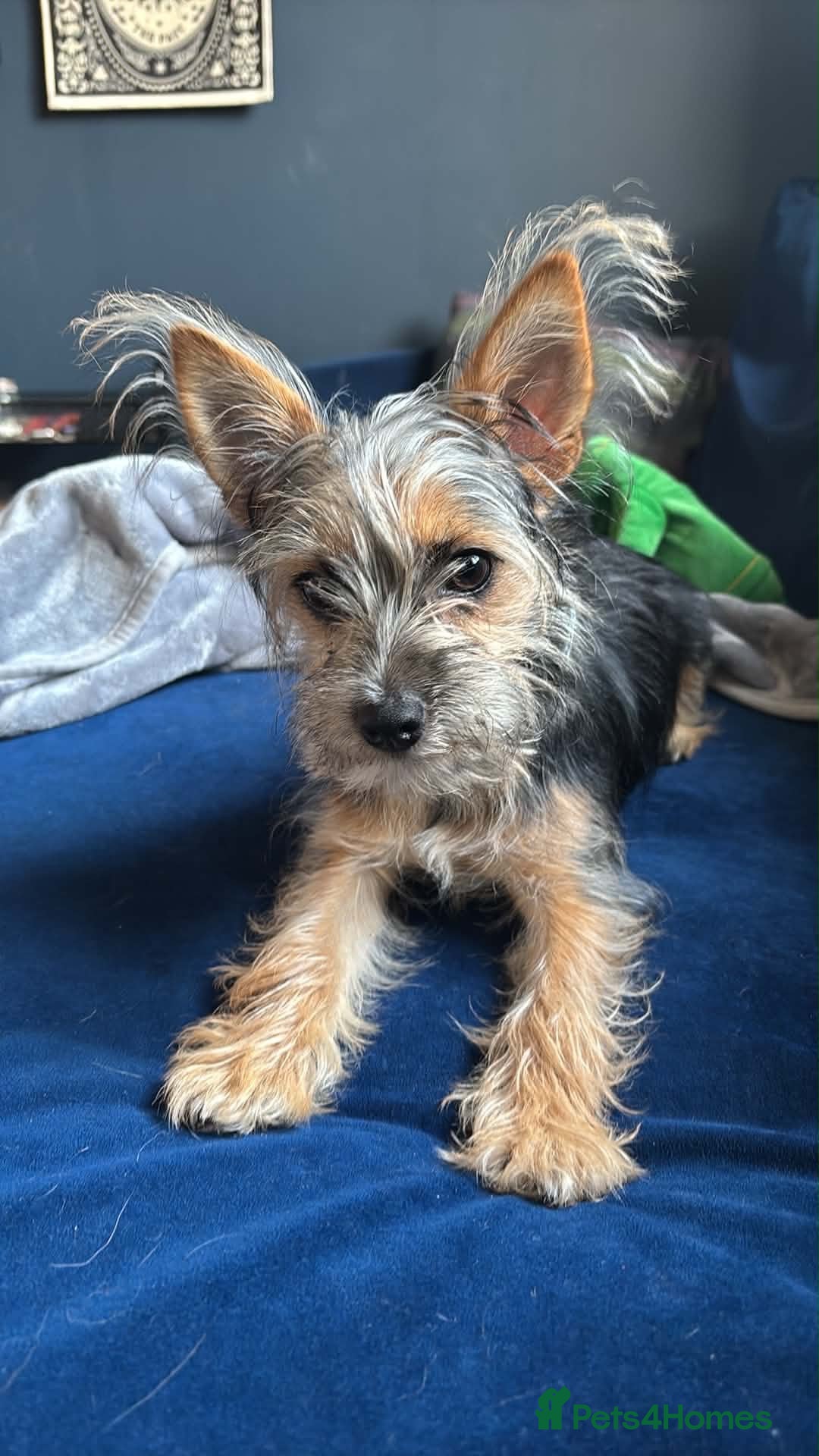 Chorkie dogs 6 month old chorkie  - Advert 2