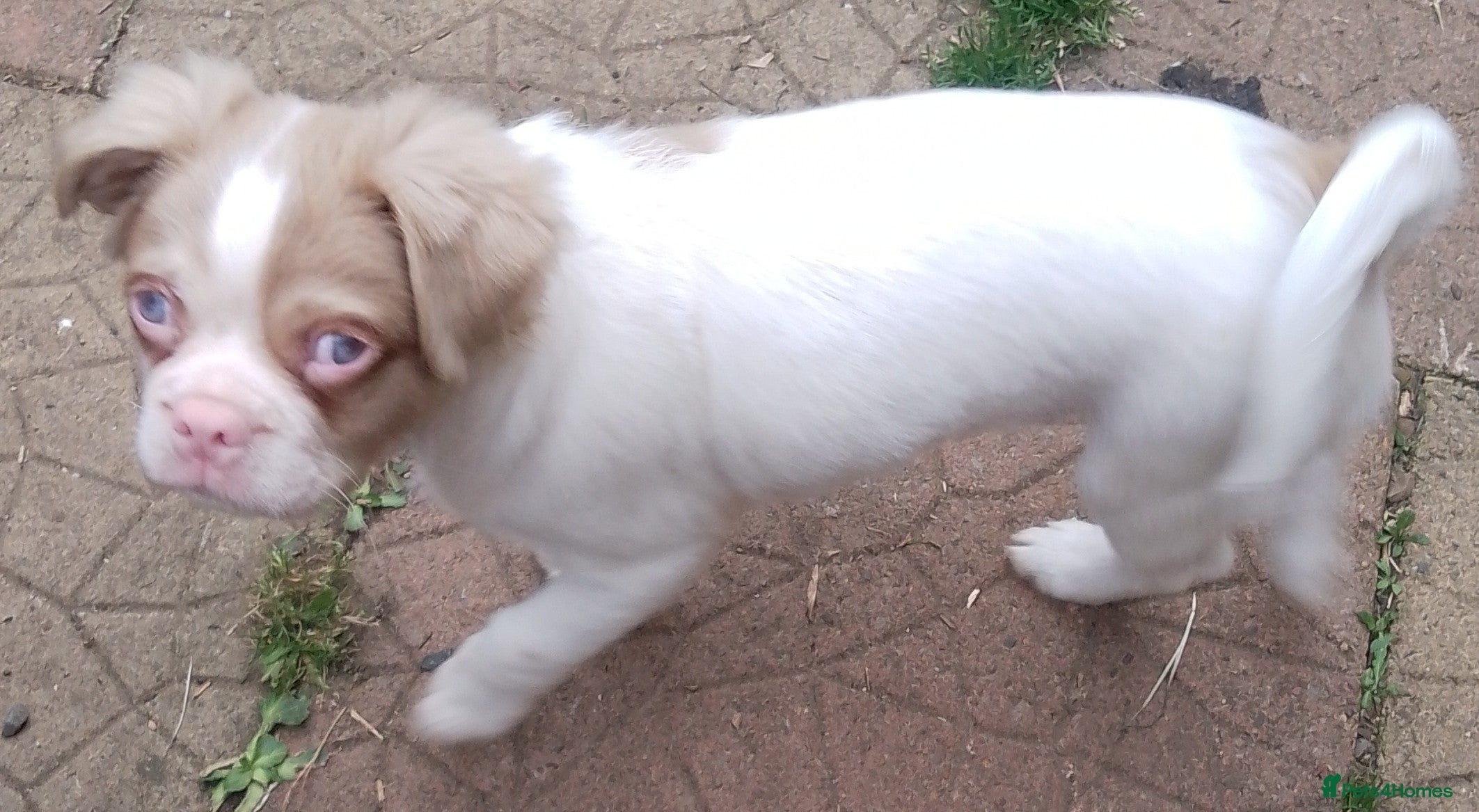 Jug dogs 6 adorable babies looking for their forever homes! - Advert 2