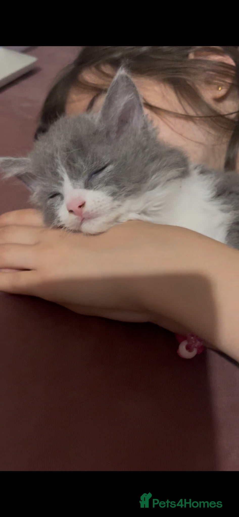 Mixed Breed cats Child Friendly Ragdoll Cross Kittens - Advert 4