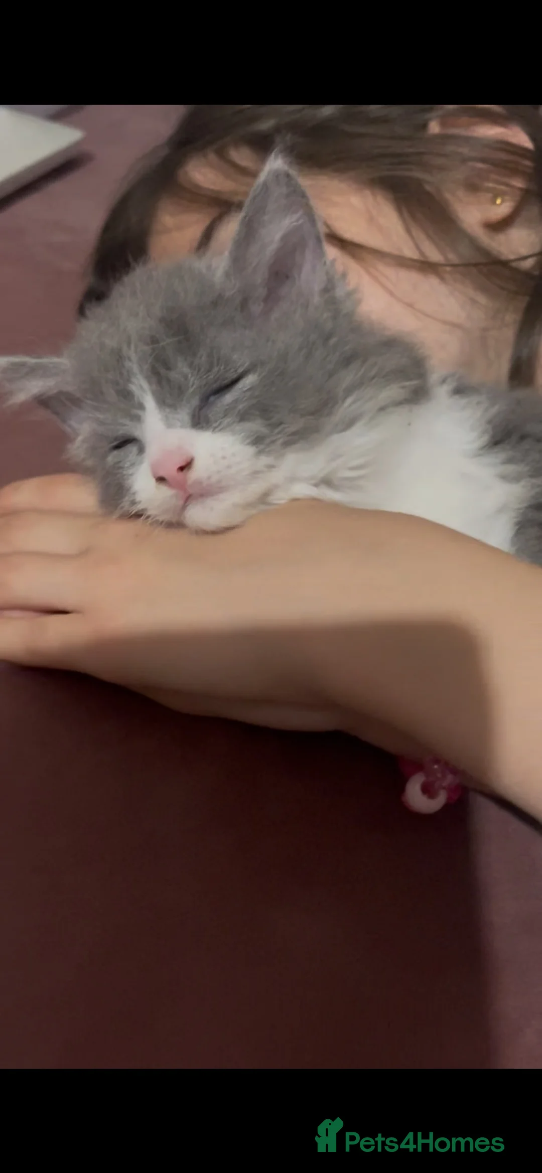 Mixed Breed cats for sale: Child Friendly Ragdoll Cross Kittens - Advert 1