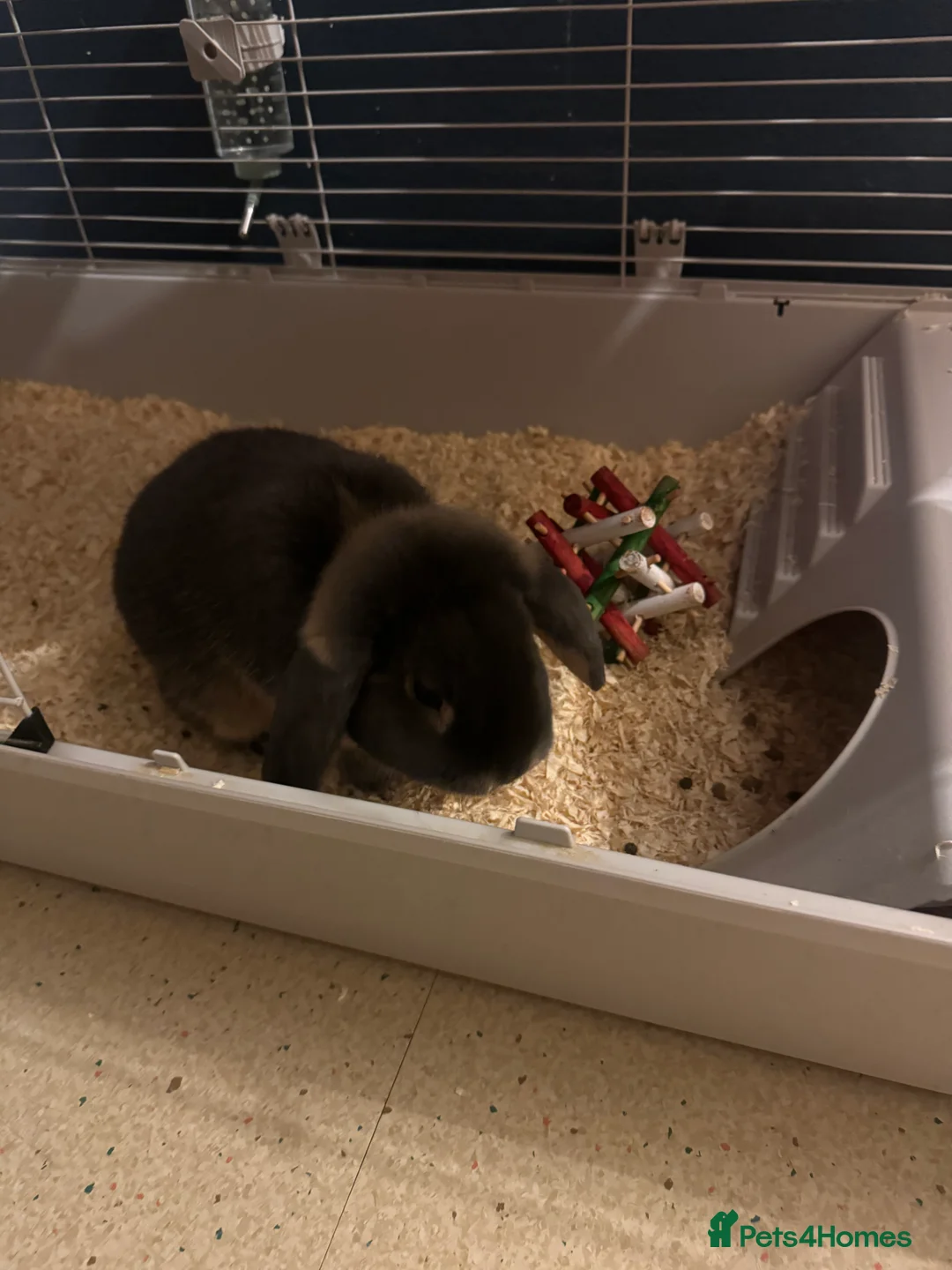 Mini Lop rabbits for sale: Rabbit 1 years old  - Advert 3
