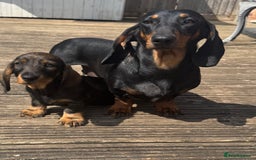 Dachshund dogs for sale: Beautiful standard wirehaired dachshund  - Image 5