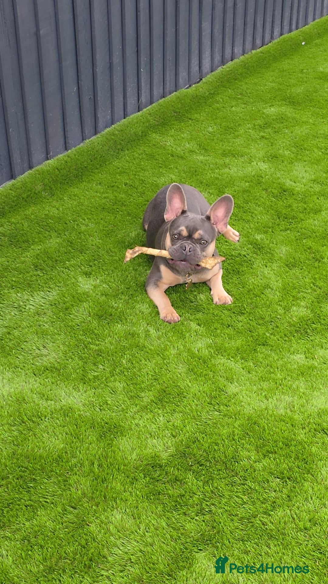 French Bulldog dogs French bulldog Del-Boy - Advert 1