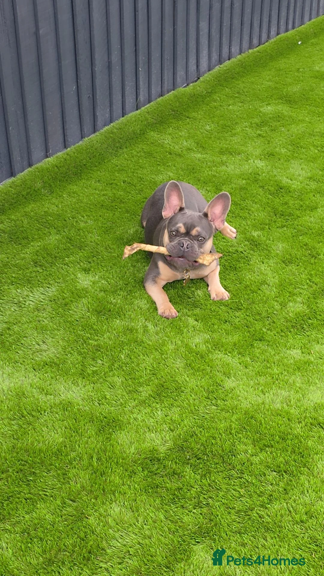 French Bulldog dogs for sale: French bulldog Del-Boy - Advert 1